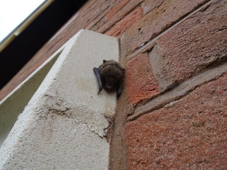 Bat surveys Shropshire