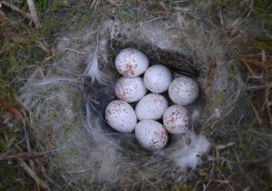 Nest and eggs