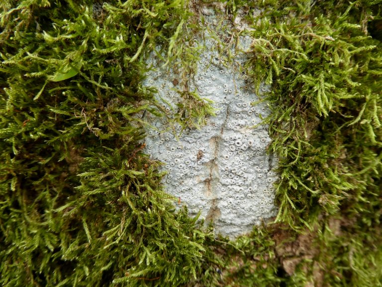 Bark Barnacles